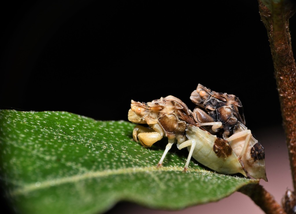Phymata fasciata