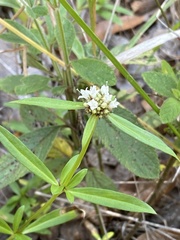 Mitracarpus breviflorus