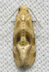 Gynnidomorpha romonana