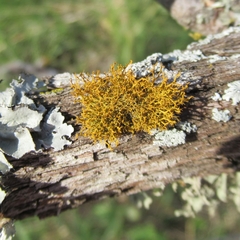 Teloschistes exilis