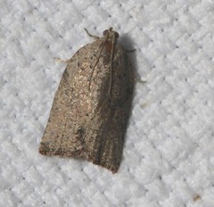 Meritastis piperata
