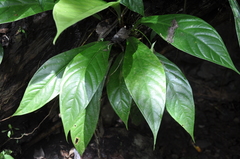 Image of Anthurium fatoense