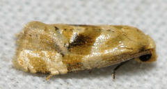 Gynnidomorpha romonana