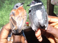 Platysteira castanea