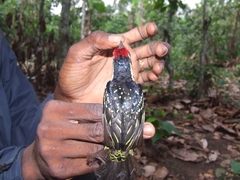 Buccanodon duchaillui