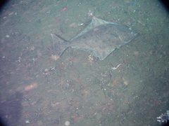 Hippoglossus stenolepis