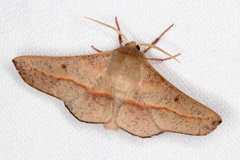 Antictenia punctunculus