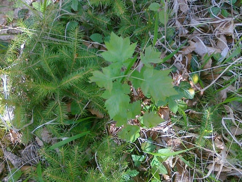 Armenian rowan (Sorbus orientalis)