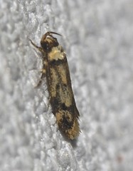 Sphyrelata nefanda