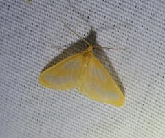 Eubaphe helveta