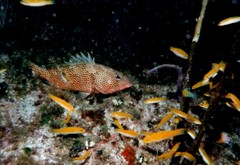 Epinephelus guttatus