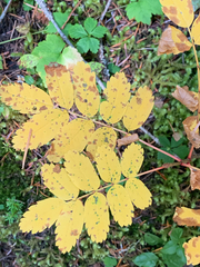 Sorbus sitchensis sitchensis