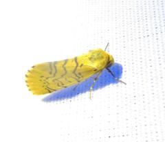 Chrysoecia atrolinea