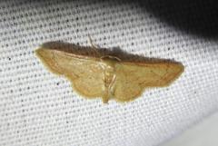 Idaea eremiata