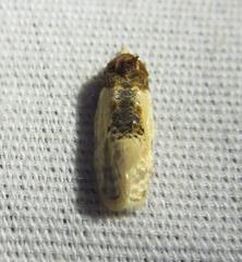 Henricus edwardsiana