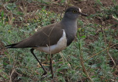 Vanellus lugubris