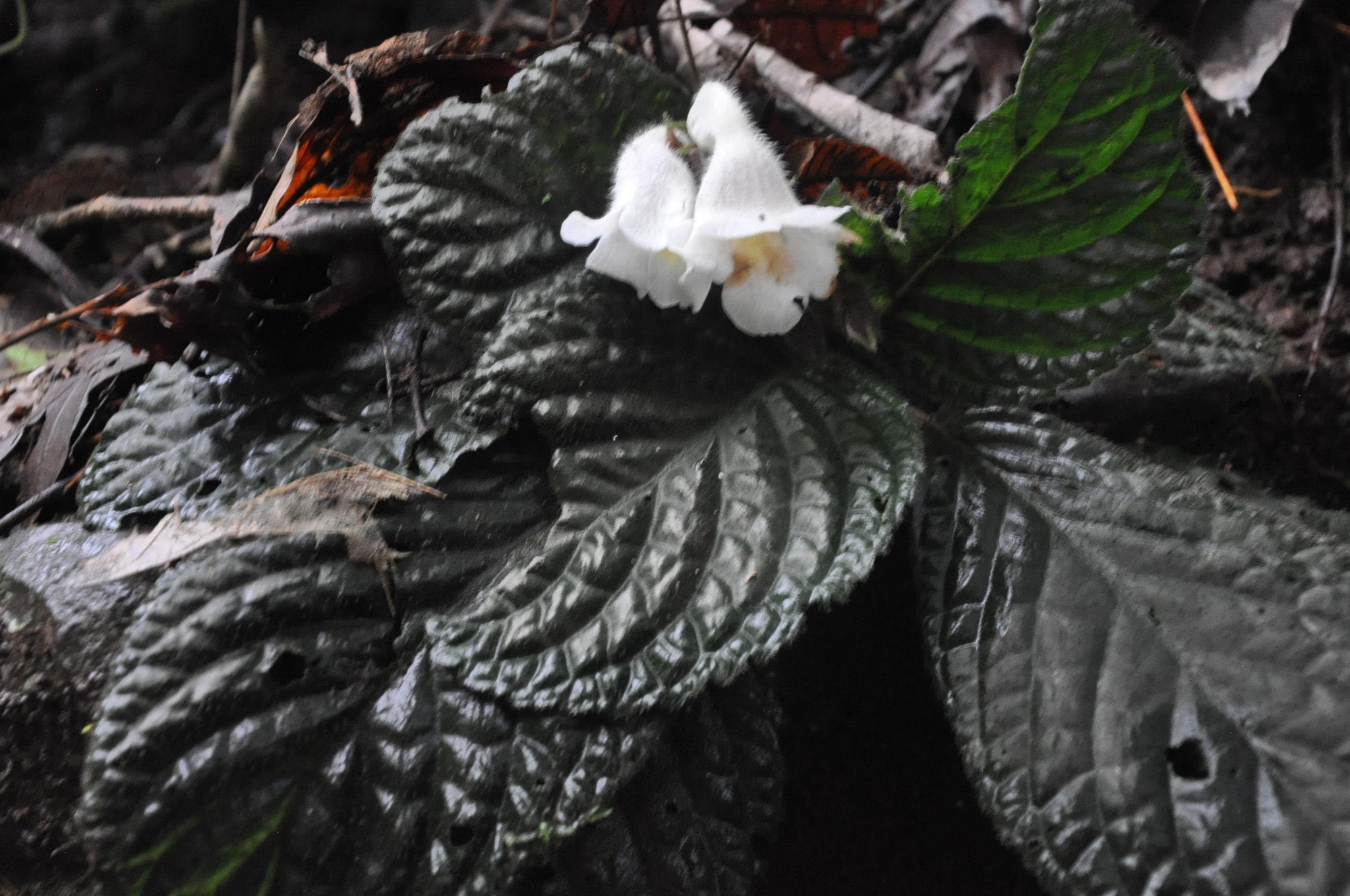 Gasteranthus dressleri