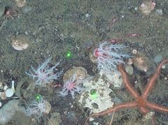 Psolus squamatus