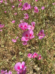 Clarkia gracilis sonomensis