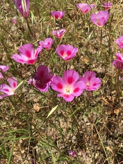 Clarkia gracilis sonomensis