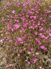Clarkia gracilis sonomensis