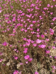 Clarkia gracilis sonomensis