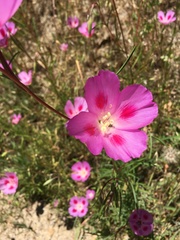 Clarkia gracilis sonomensis