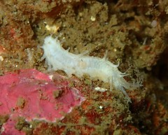 Eupentacta quinquesemita