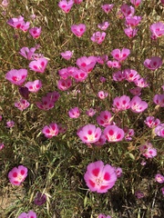 Clarkia gracilis sonomensis