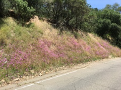 Clarkia gracilis sonomensis
