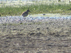 Calidris melanotos