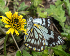 Belenois java teutonia