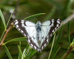 Belenois java teutonia