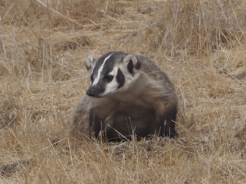 American Badger
