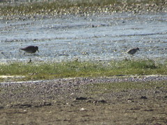 Calidris melanotos