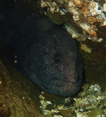 Anarrhichthys ocellatus