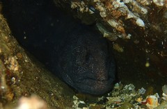 Anarrhichthys ocellatus