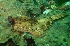 Pleuronichthys coenosus