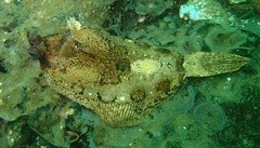 Pleuronichthys coenosus