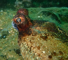 Pleuronichthys coenosus
