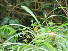 Pachyphantes superciliosus