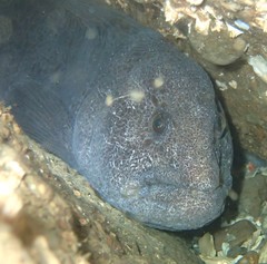 Anarrhichthys ocellatus