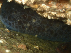 Anarrhichthys ocellatus