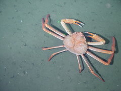 Chionoecetes tanneri