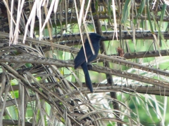 Melaenornis edolioides