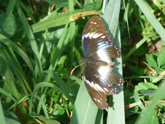 Hypolimnas salmacis salmacis