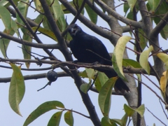 Onychognathus fulgidus