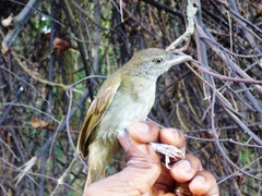 Phyllastrephus baumanni