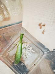 Hierodula latipennis