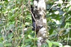 Callosciurus prevostii pluto